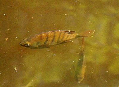 [This fish is closer to the top of the water and the lighting was such that it isn't as colorful as the prior image. However, nine dark stripes and one eye are clearly visible. A second fish swims at a lower level perpendicular to the first.]
